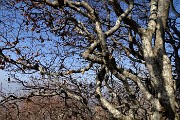 Monte Suchello (1541 m) da Aviatico (1080 m) il 20 febbraio 2019 - FOTOGALLERY